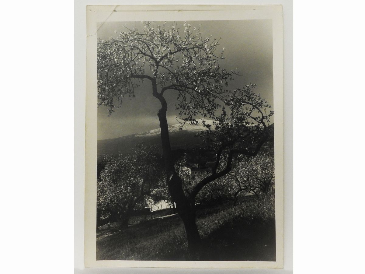 Gaetano D'agata - Taormina Mandorli in Fiore, 1920 Circa