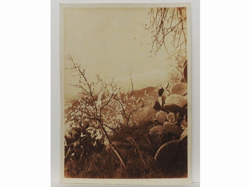 Gaetano D'agata - Taormina Mandorli in Fiore, 1920 Circa