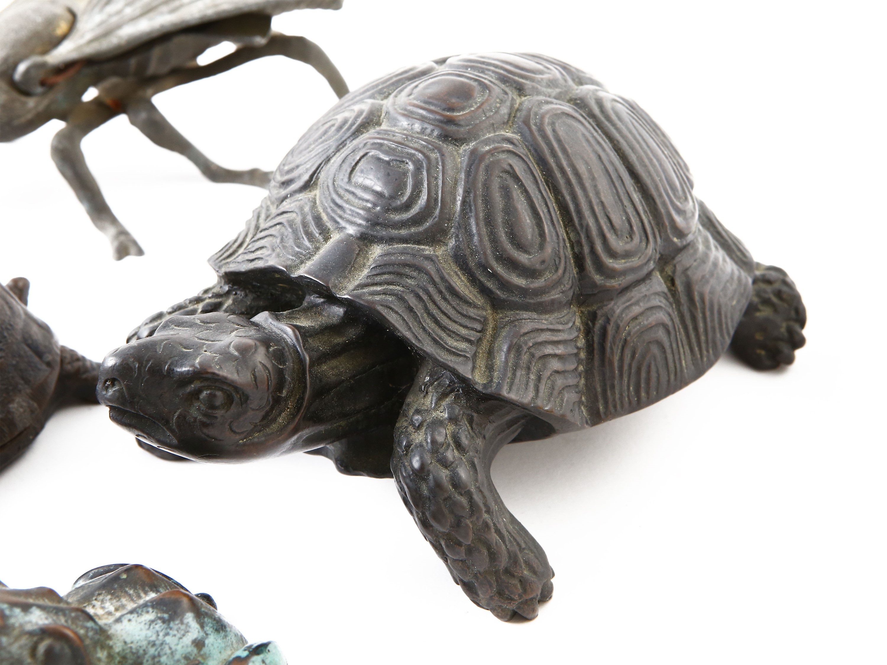 Collezione di Curiosità Animalier