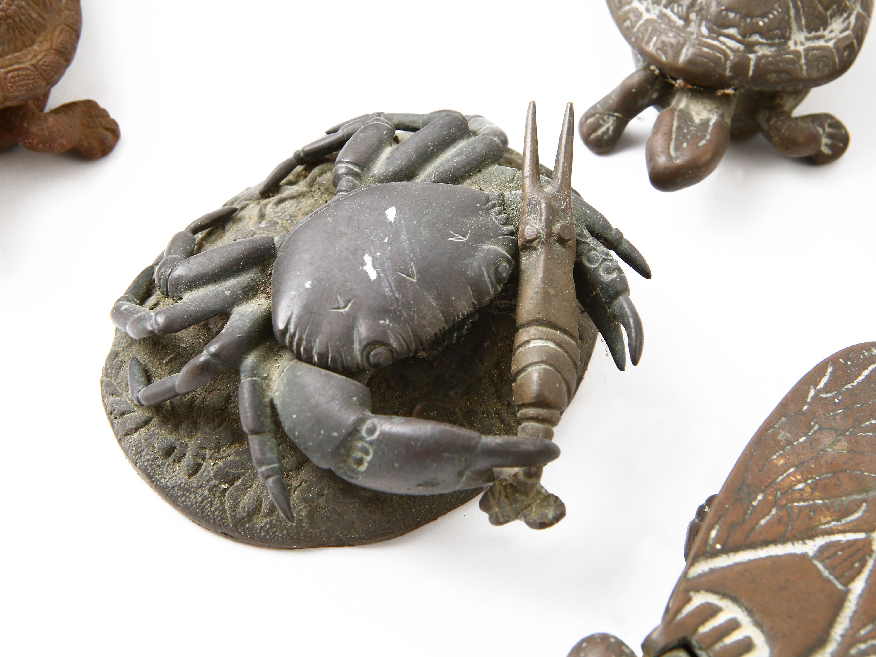 Collezione di Curiosità Animalier