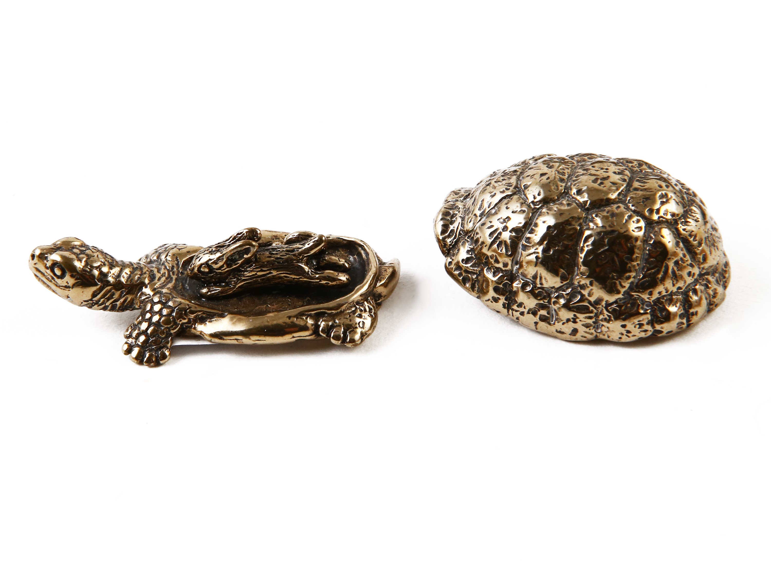 Collezione di Tartarughe