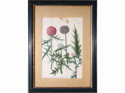 Tre Tavole Botaniche: N. 36, N. 315 e N. 283