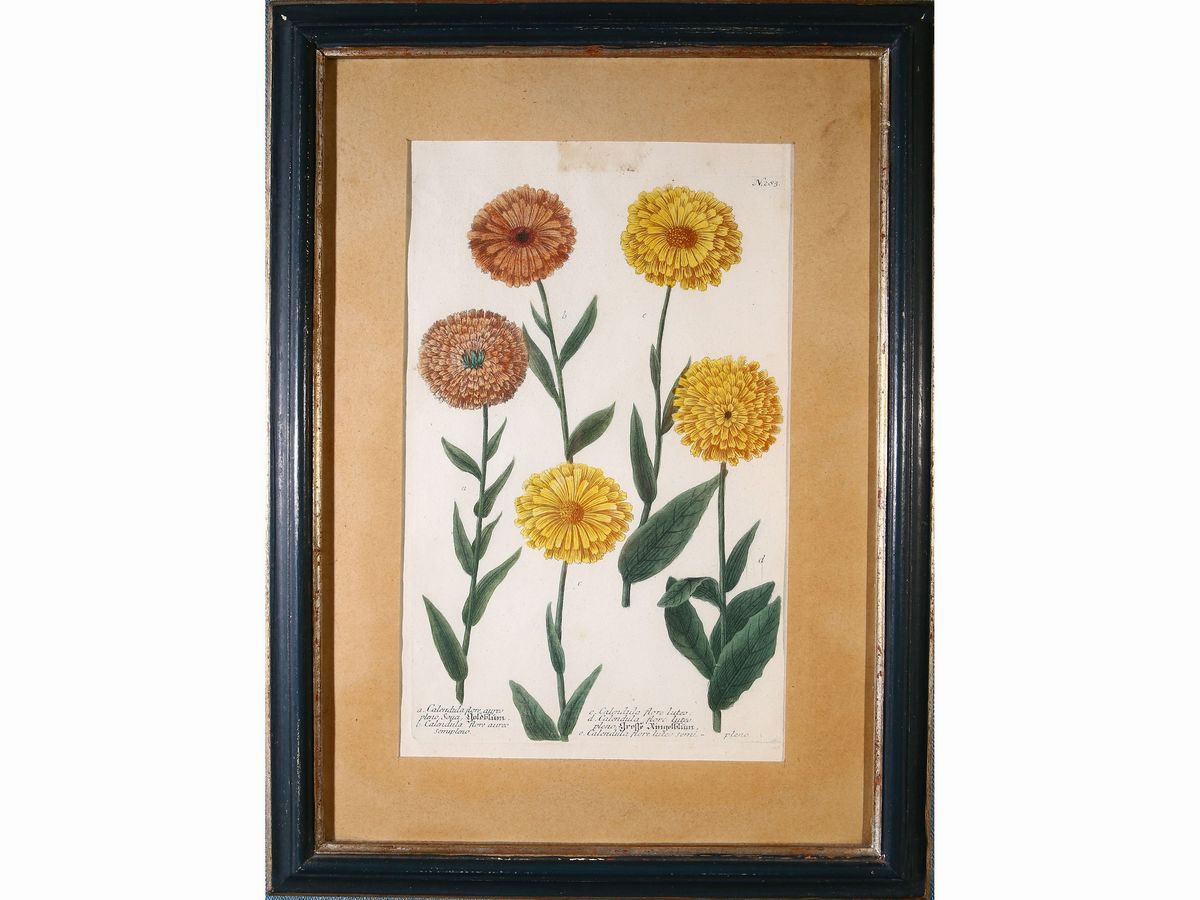 Johann Wilhelm Weinmann - Tre Tavole Botaniche: N. 36, N. 315 e N. 283