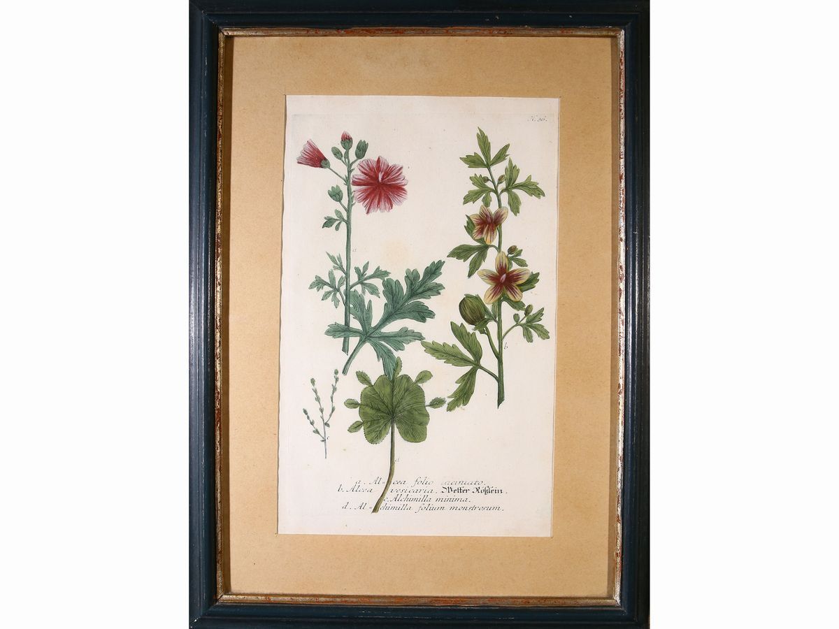 Johann Wilhelm Weinmann - Tre Tavole Botaniche: N. 36, N. 315 e N. 283