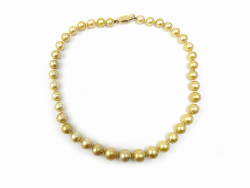 Filo di Perle Coltivate Gold a Scalare con Fermezza in Oro Giallo 375/1000