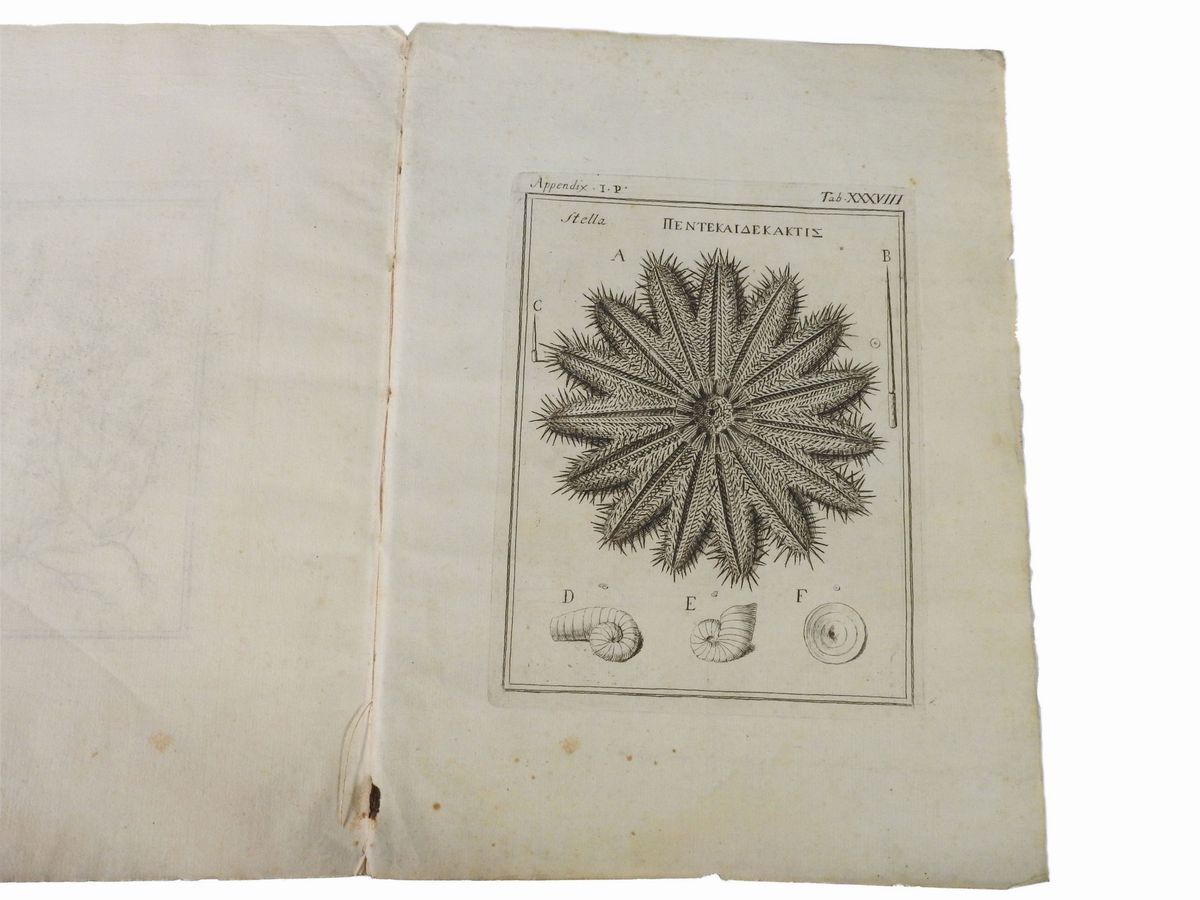 Fabio Colonna - Fabi Columnae Lyncei Phytobasanos Cui Accessit Vita Fabi Et Lynceorum Notitia