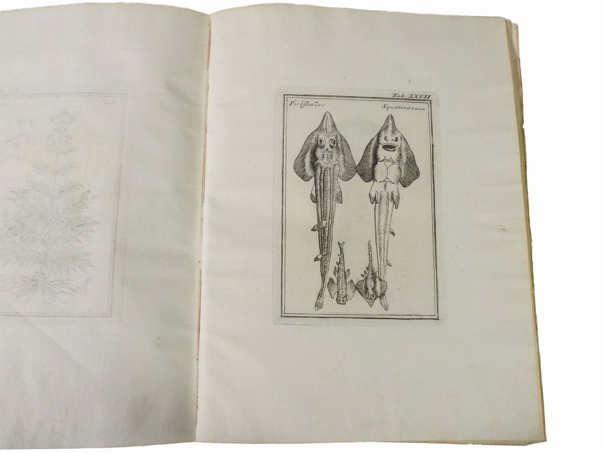 Fabio Colonna - Fabi Columnae Lyncei Phytobasanos Cui Accessit Vita Fabi Et Lynceorum Notitia