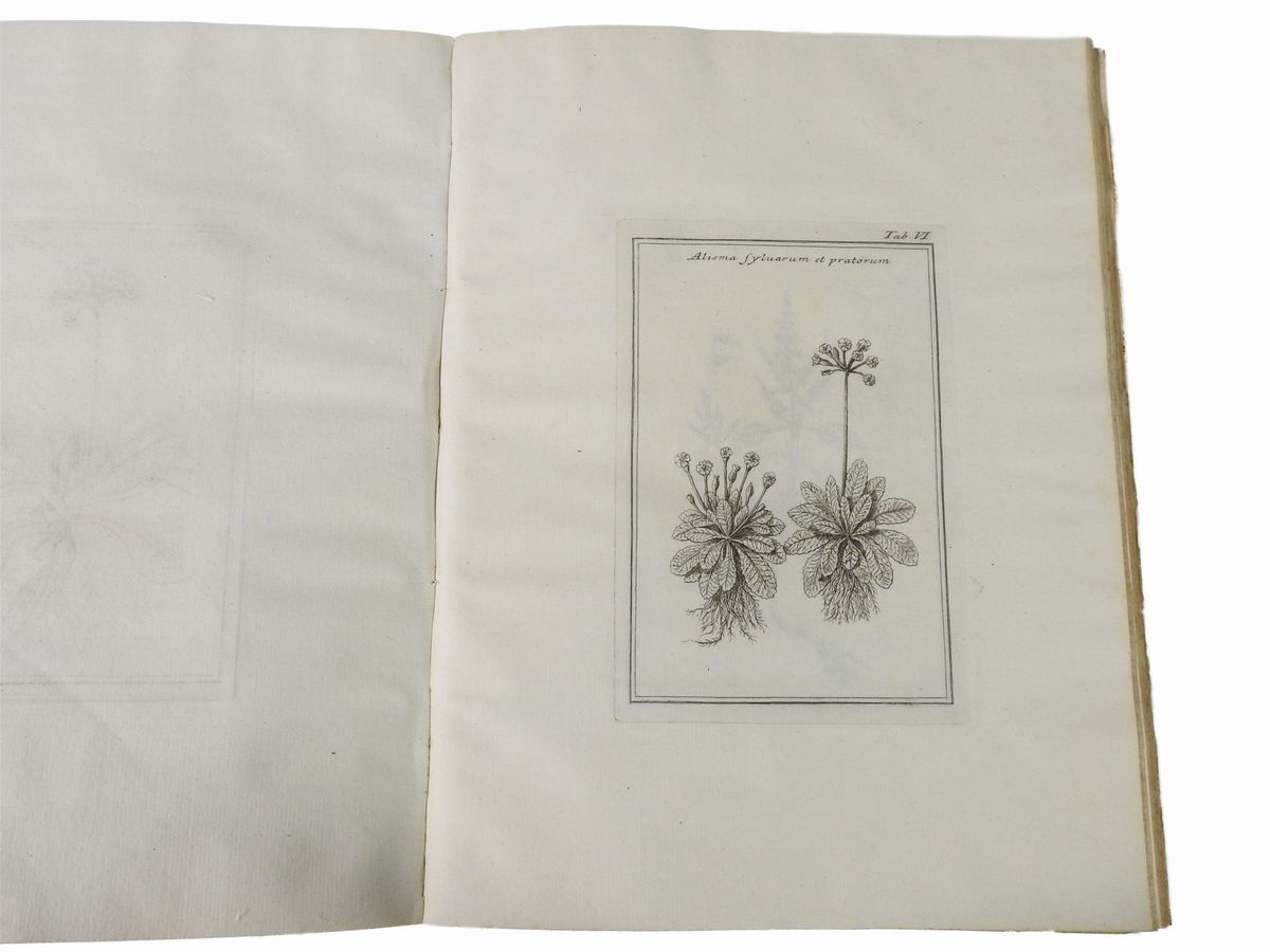 Fabio Colonna - Fabi Columnae Lyncei Phytobasanos Cui Accessit Vita Fabi Et Lynceorum Notitia