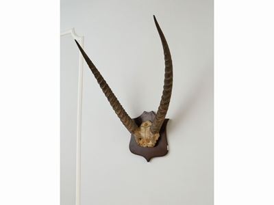 Coppia di Trofei di Caccia con Corna di Antilope