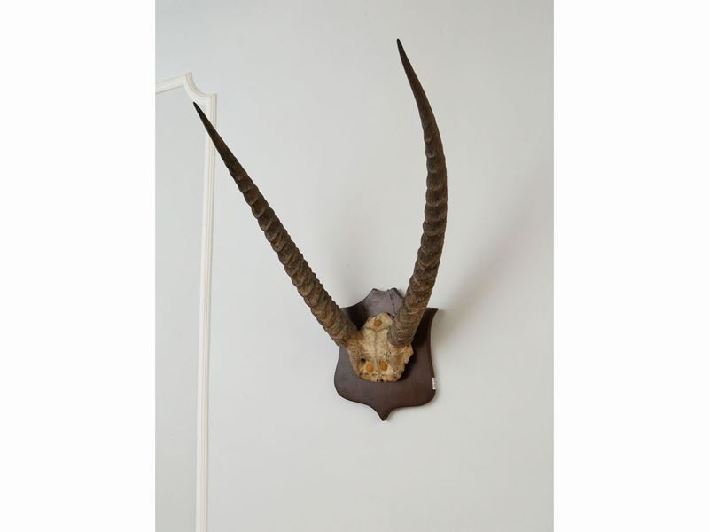 Coppia di Trofei di Caccia con Corna di Antilope