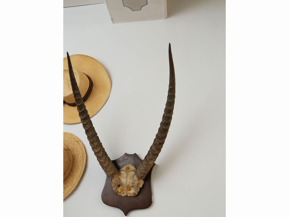 Coppia di Trofei di Caccia con Corna di Antilope