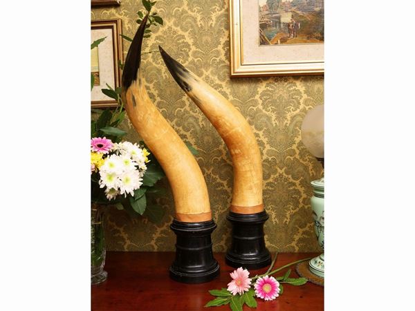 Pair of decorative Maremma cow horns  - Auction Furniture and paintings from ancient palace in the Marche - Maison Bibelot - Casa d'Aste Firenze - Milano