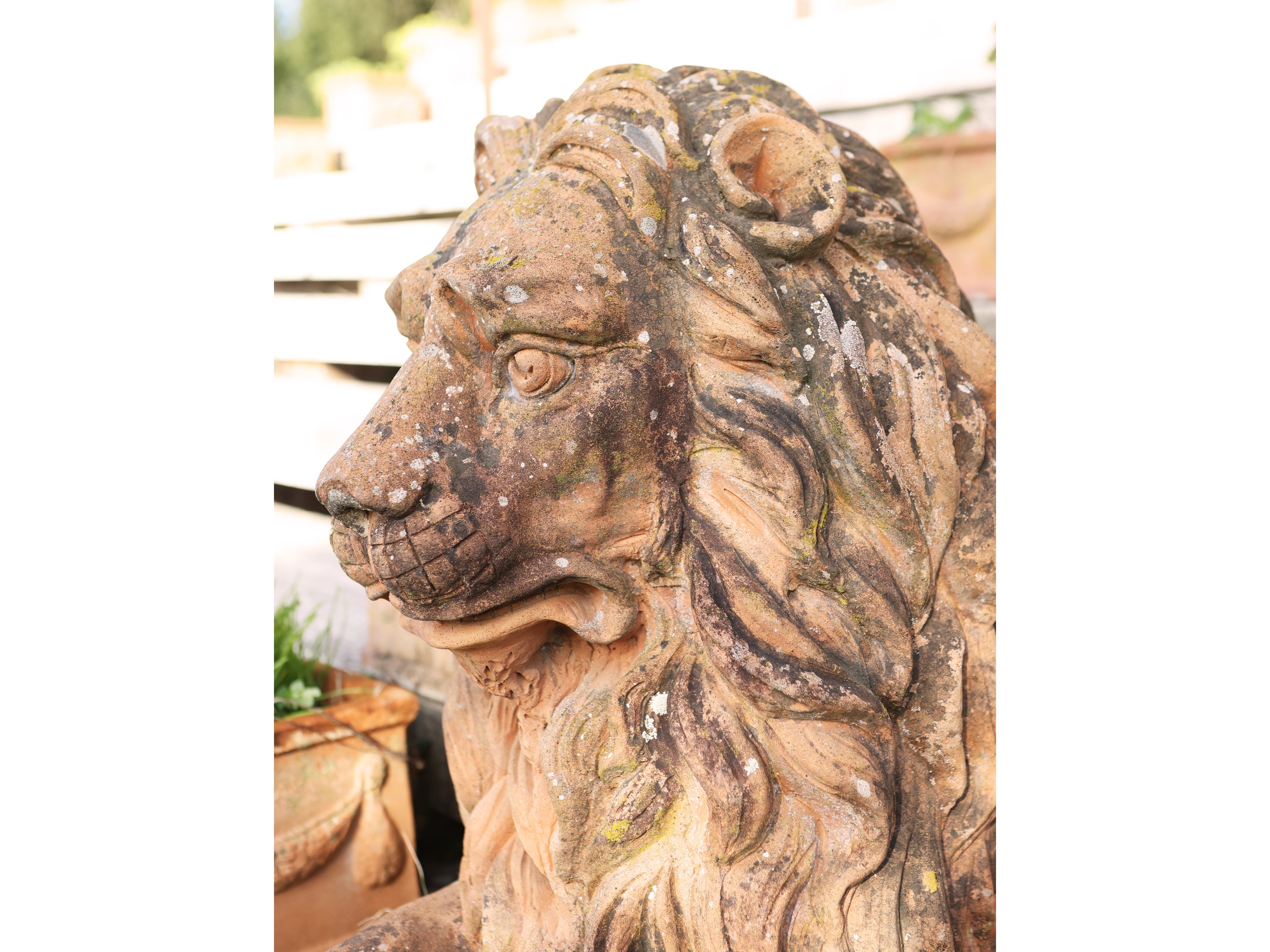 Coppia di Grandi Leoni da Giardino in Terracotta