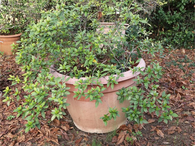Grande Pianta di Azalea