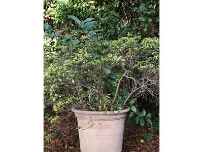 Grande Pianta di Azalea