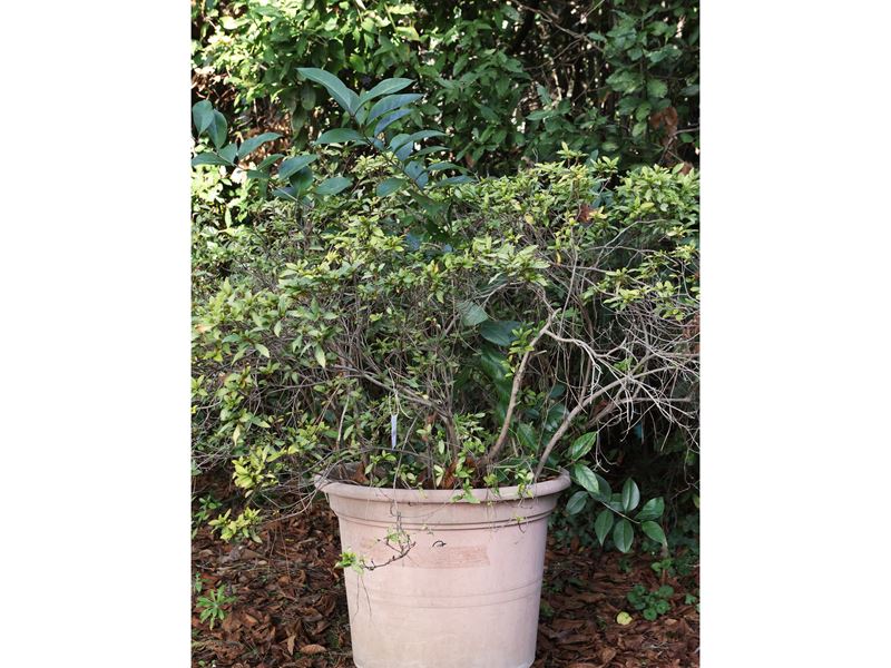 Grande Pianta di Azalea