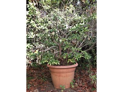 Grande Pianta di Azalea