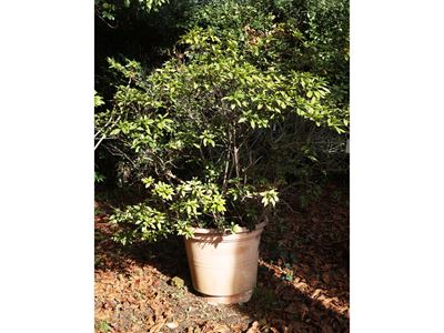 Grande Pianta di Azalea