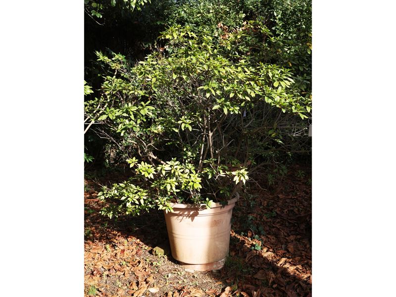 Grande Pianta di Azalea