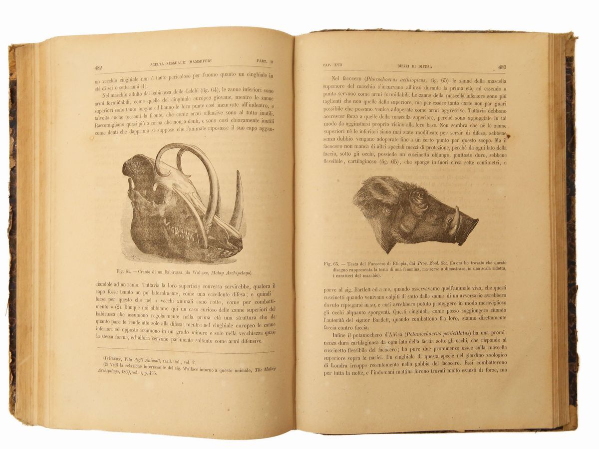 Charles Darwin - L'origine Dell'uomo e la Scelta in Rapporto Col Sesso