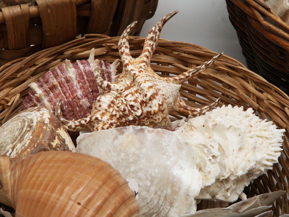 Miscellanea di Conchiglie