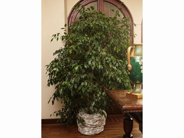 Great plant of Ficus Benjamin  - Auction Furniture and Paintings from the Gamberaia Castle in Florence - Maison Bibelot - Casa d'Aste Firenze - Milano