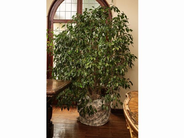 Grande pianta di Ficus Benjamin  - Asta Arredi e Dipinti dal Castello di Gamberaia a Firenze - Maison Bibelot - Casa d'Aste Firenze - Milano