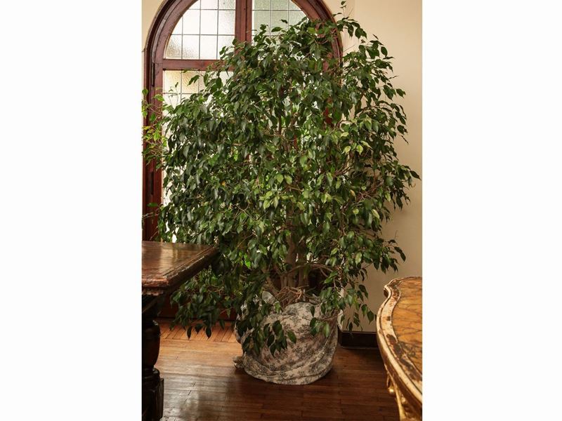 Grande Pianta di Ficus Benjamin