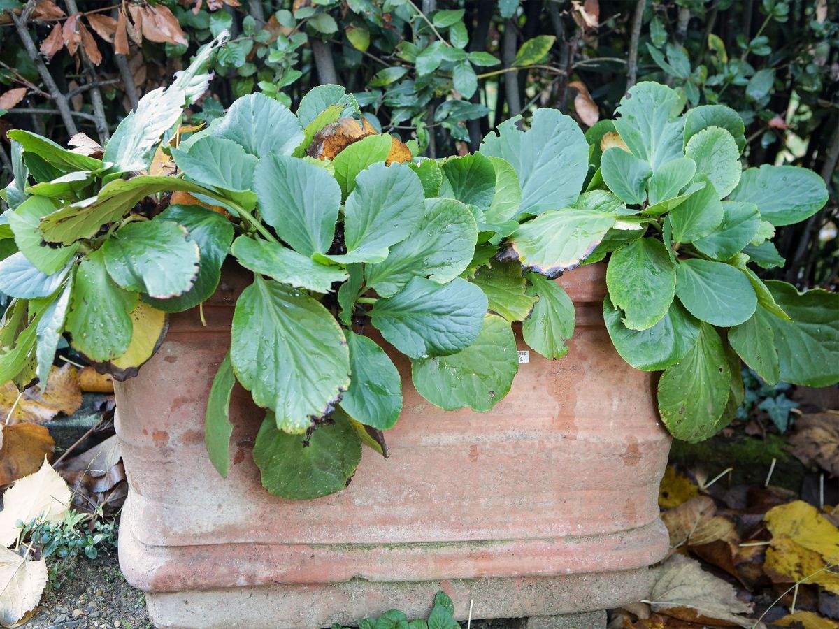 Due Vasi da Giardino in Terracotta di Galestro