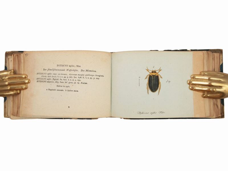 Coleotteri
