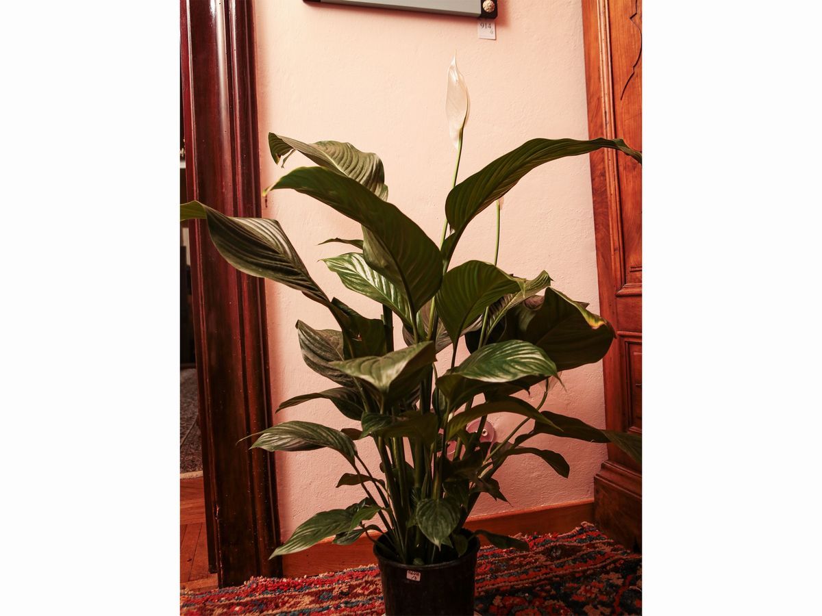 Assortimento di Piante da Appartamento