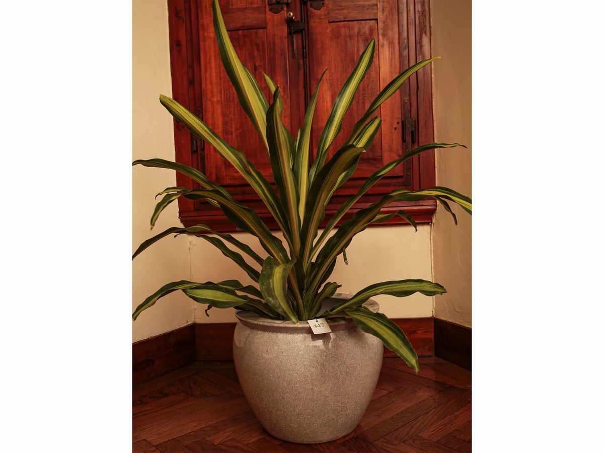 Assortimento di Piante da Appartamento