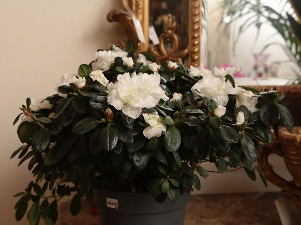 Assortimento di piante da appartamento