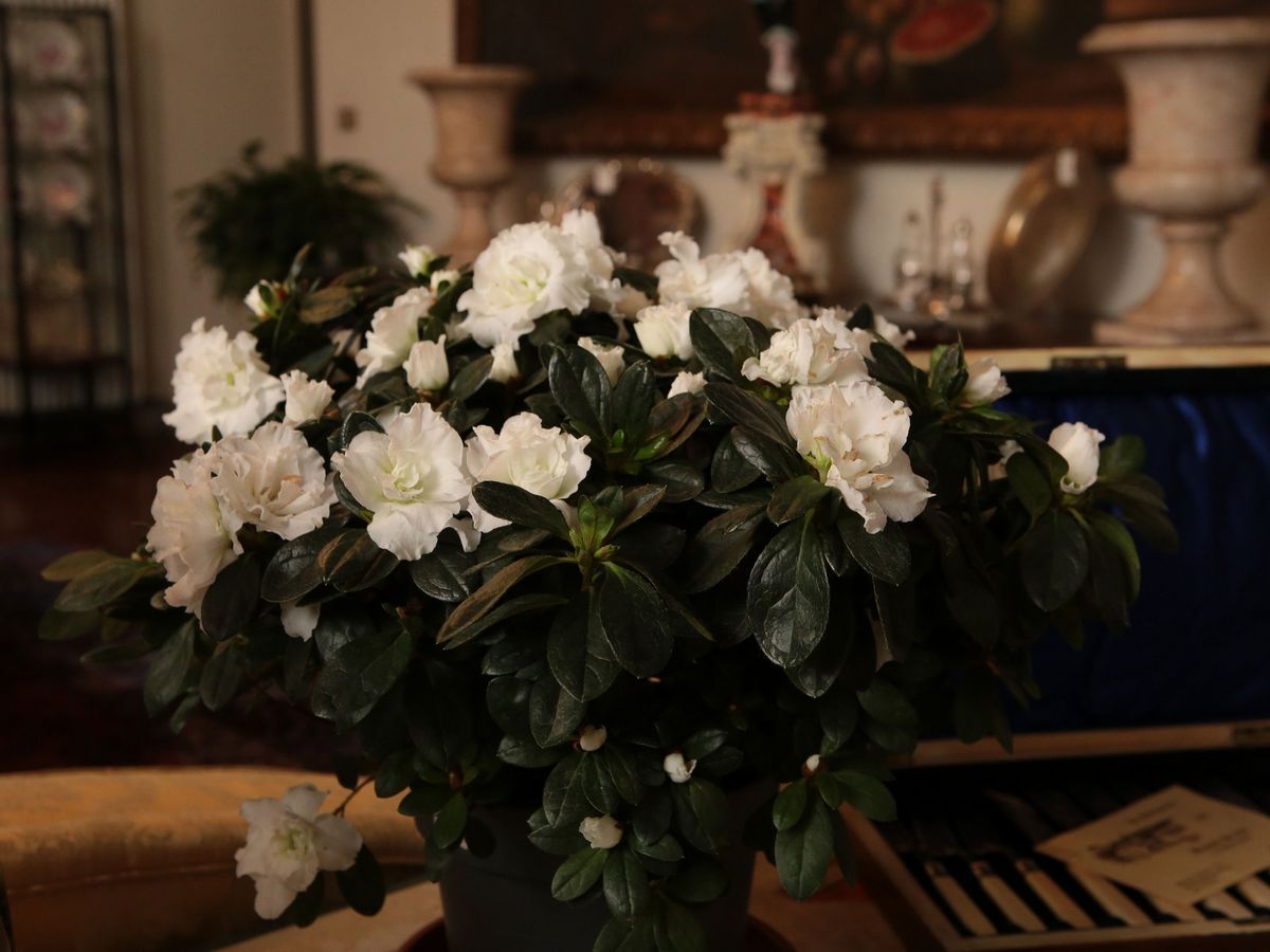 Assortimento di Piante da Appartamento