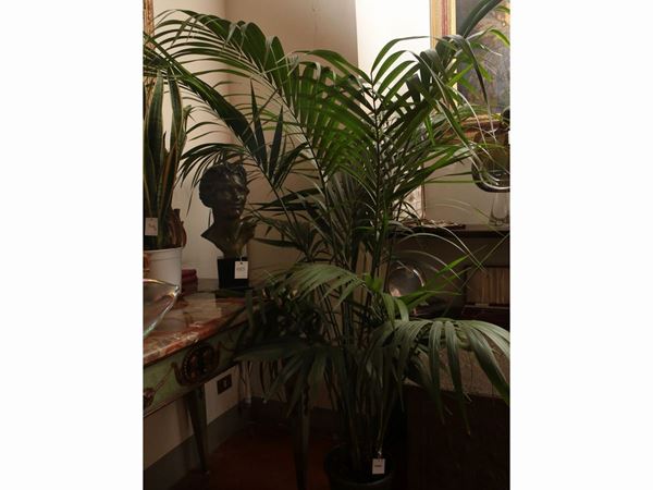 Kentia