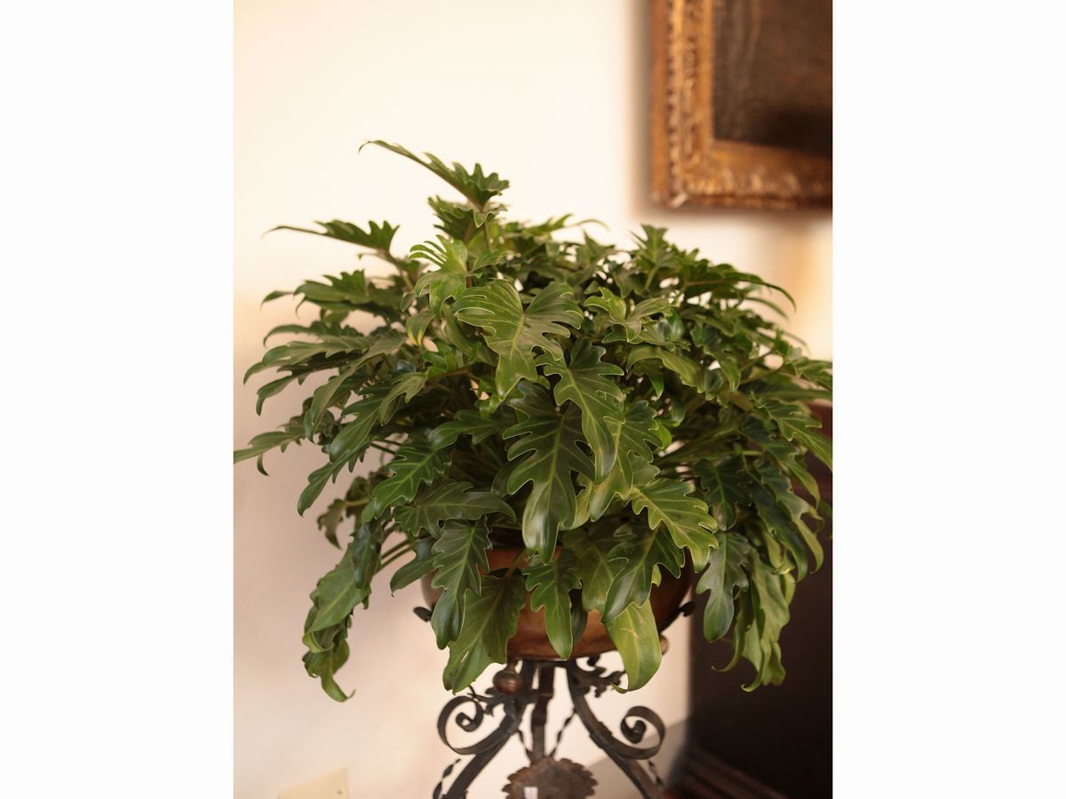 Assortimento di Piante da Appartamento