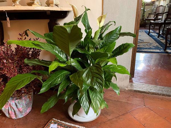 Assortimento di piante da appartamento
