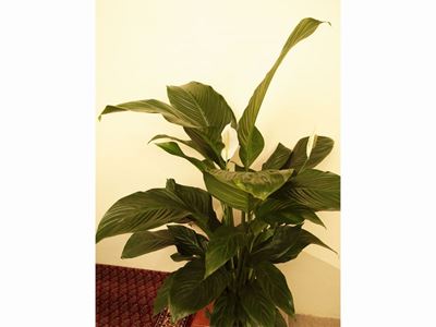 Assortimento di Piante da Appartamento