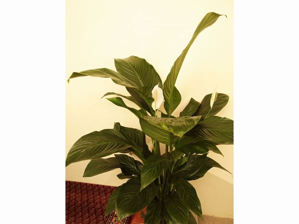 Assortimento di piante da appartamento