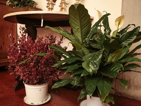 Assortimento di piante