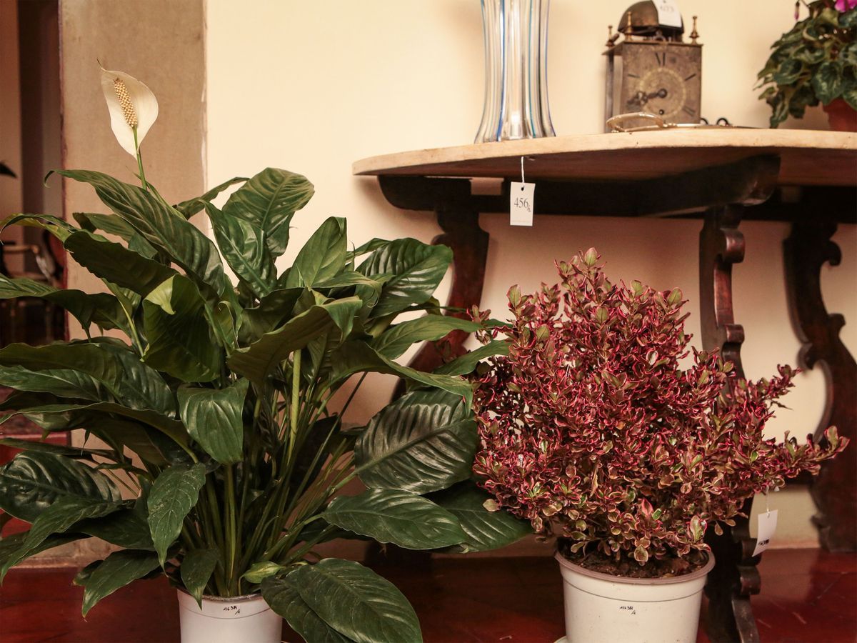 Assortimento di Piante