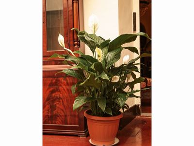 Assortimento di Piante da Appartamento