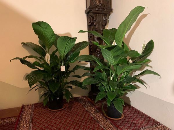 Due piante di Spathiphyllium