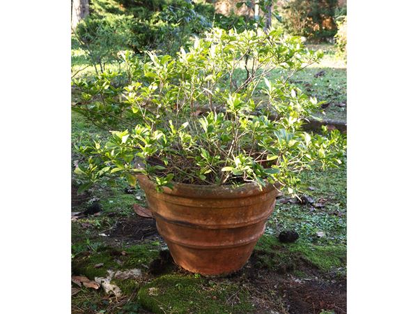 Grande pianta di gardenia entro vaso in terra di Galestro d'epoca