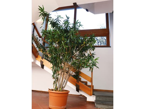 Grande pianta di Dracena  - Asta L'Arte di Arredare - Maison Bibelot - Casa d'Aste Firenze - Milano