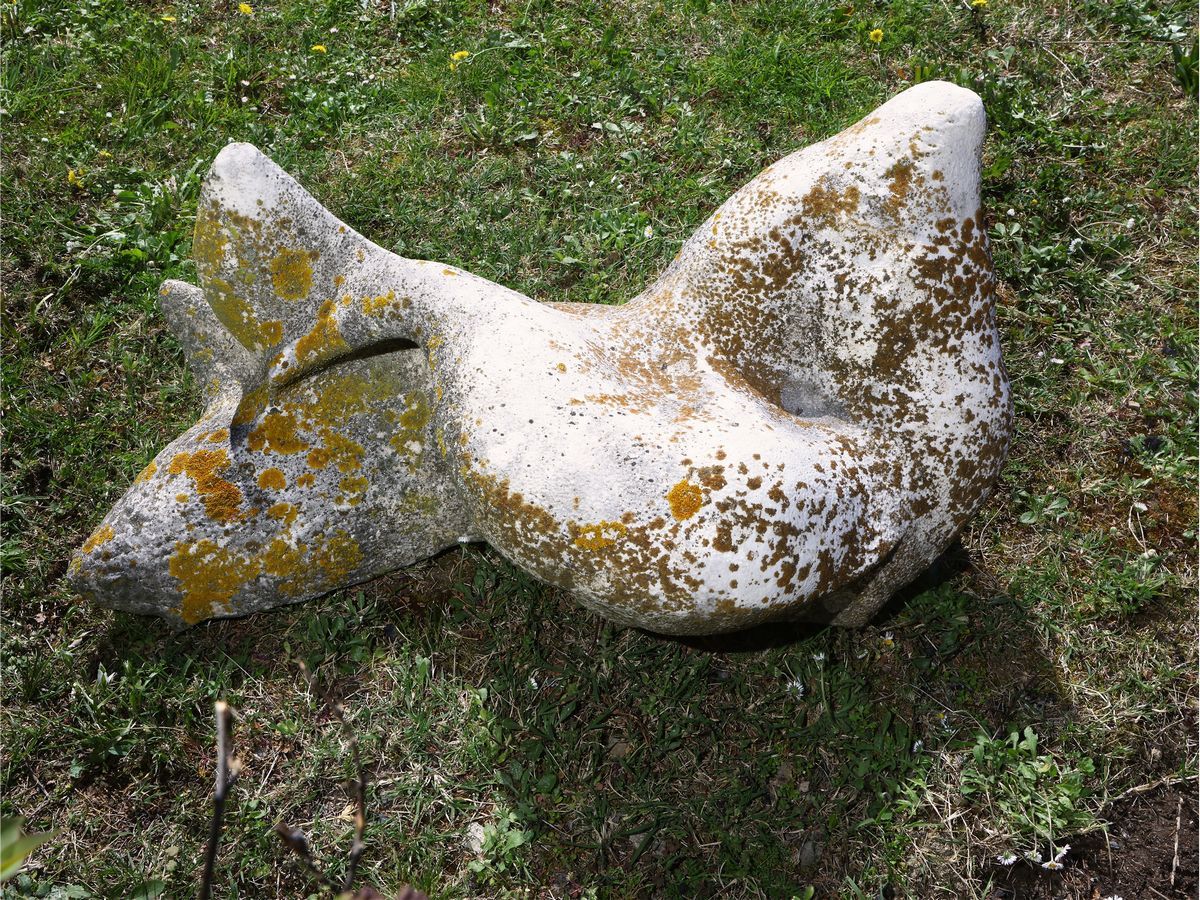 David Peter Campbell - Pesce
