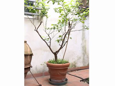 Pianta di Limone Entro Vaso in Terracotta