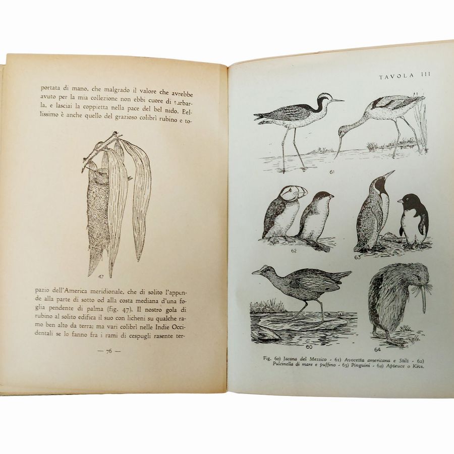 Miscellanea di Libri D'arte: Natura