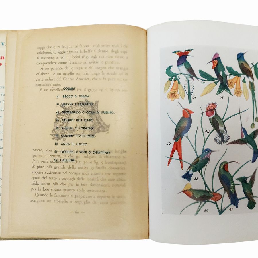 Miscellanea di Libri D'arte: Natura