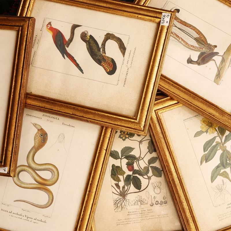 Zoologia - Botanica